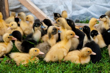 Büyüyen su kuşları 