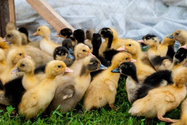 Birçok küçük ördek yavrusu 