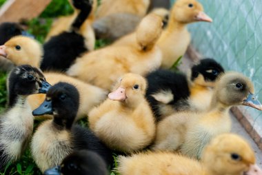 Ördek yavrusu kameraya bak