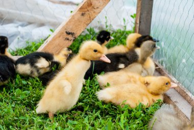 Küçük ördek kanatlarını çırpar