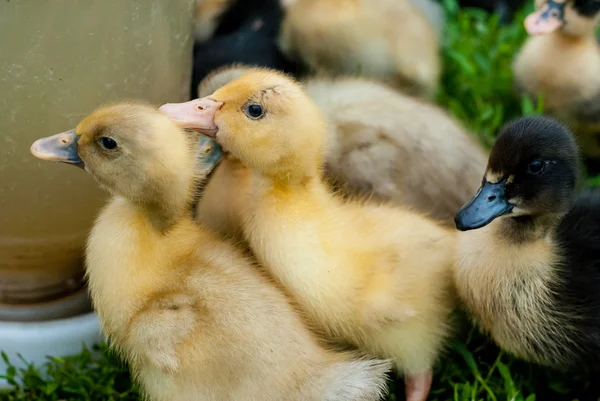Ördek yavrusu içecek su 