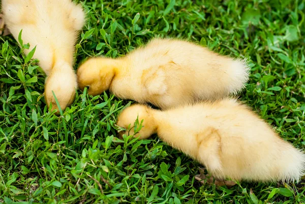 Yiyecek arayan üç ördek yavrusu