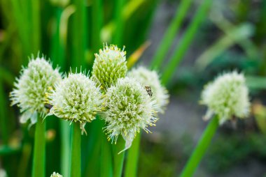 Soğan tohumu için büyüyen 