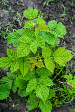 Genç yeşil ahududu çalı 
