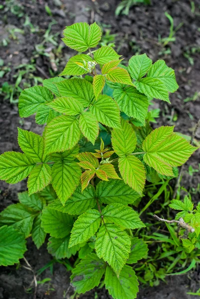 Genç yeşil ahududu çalı 
