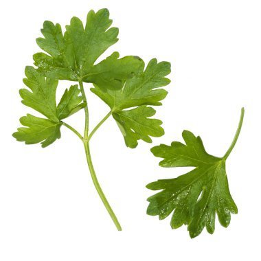 The leaves and twig of parsley 
