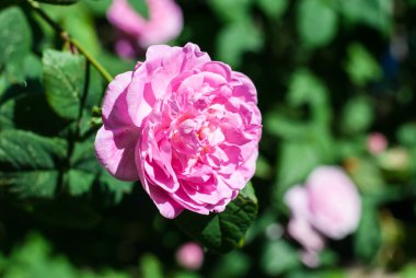 Yemyeşil hassas yabani gül çiçek