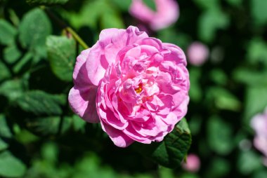 Büyük kokulu pembe yabani gül çiçek