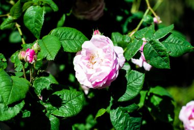 Yeşil yaprak ve çiçek gül kalça