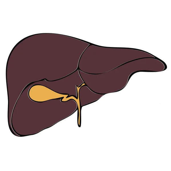 Vector hígado humano — Vector de stock