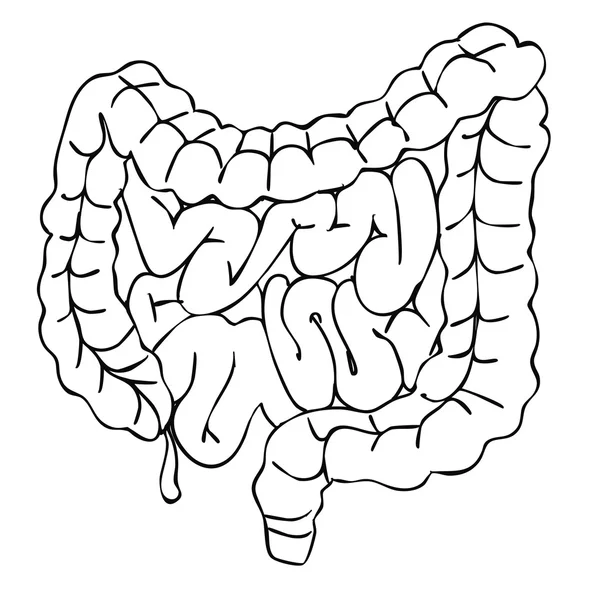 Illustration of  intestine — Stock Vector