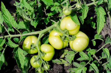 Teknoloji yetiştirme