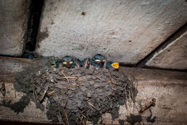 Yuvadaki civcivleri yut