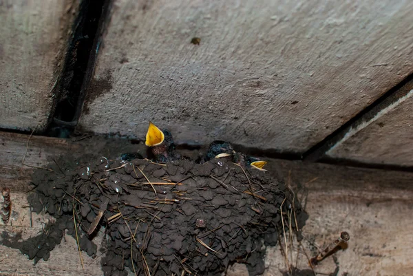 Nest with five swallow. — Stock Photo, Image
