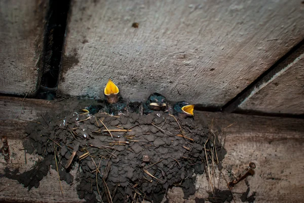 The chicks  swallows — Stock Photo, Image