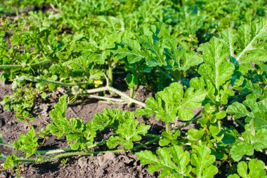 Dalları ve yaprakları alan veya bahçe büyüyen karpuz