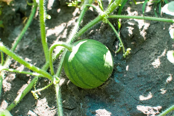 Junge kleine Wassermelone aus nächster Nähe — Stockfoto