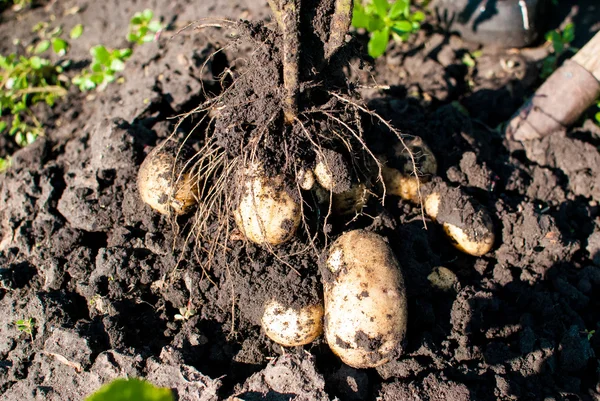 Koleksi tanaman kentang — Stok Foto