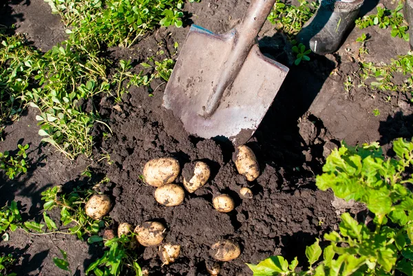 Menggali sekop muda kentang di udara segar — Stok Foto