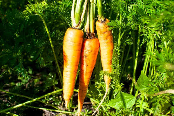 Ernte - gepflückte reife Karotten in der Hand und grüner Garten — Stockfoto
