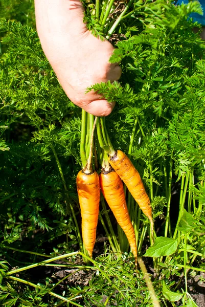 Skörda färsk morot — Stockfoto