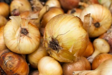 Taze soğan. Soğan arka plan. 