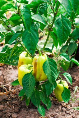 Yeşil biber bitki olgun biber ile