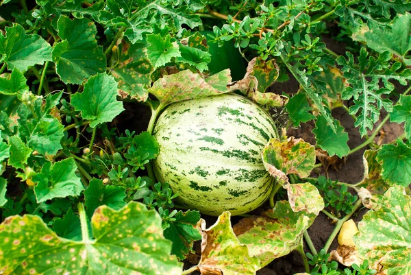 Saftige grüne Melone — Stockfoto