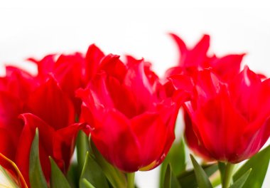 Beyaz arkaplanda laleler