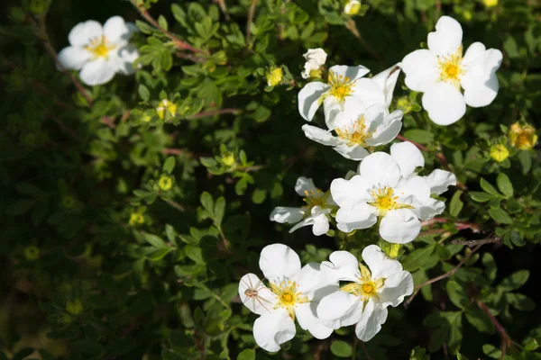 Vita blommor, närbild — Stockfoto