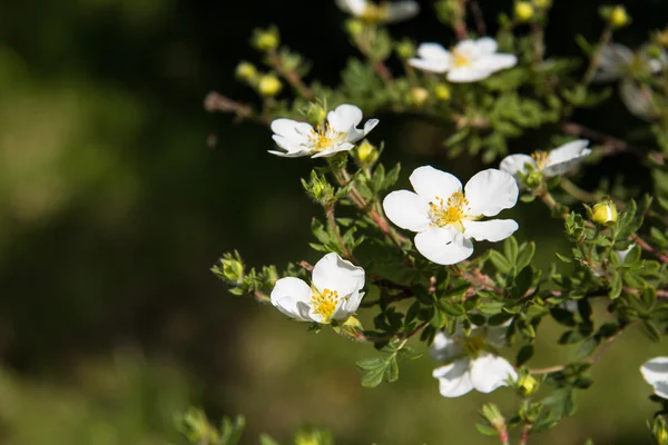 Vita blommor på buske med bokeh bakgrund, makro, selektivt fokus — Stockfoto