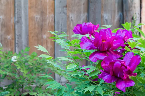 Rosa pion blomma i en trädgård — Stockfoto