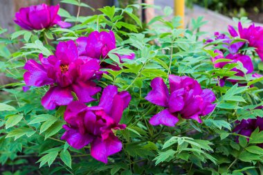 Pembe şakayık çiçeği