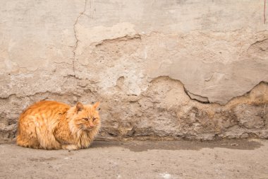 Ciddi kırmızı kedi. Evcil hayvan