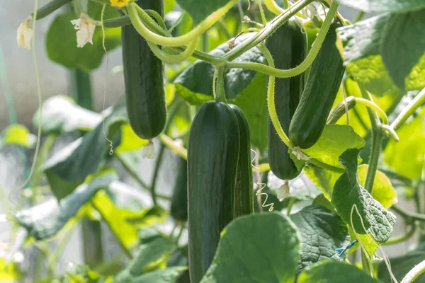 Planter Récolter Plantes Courgettes Photos De Stock Libres De Droits