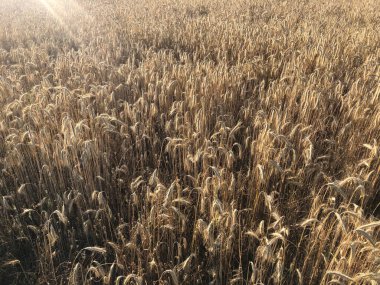 Tarlada altın buğday kulakları