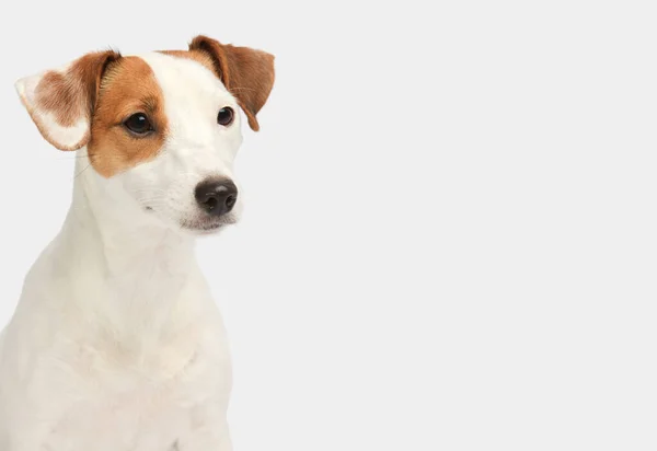 Jack Russell Terrier beyaz arka planın önünde duruyor ve yan tarafa bakıyor..