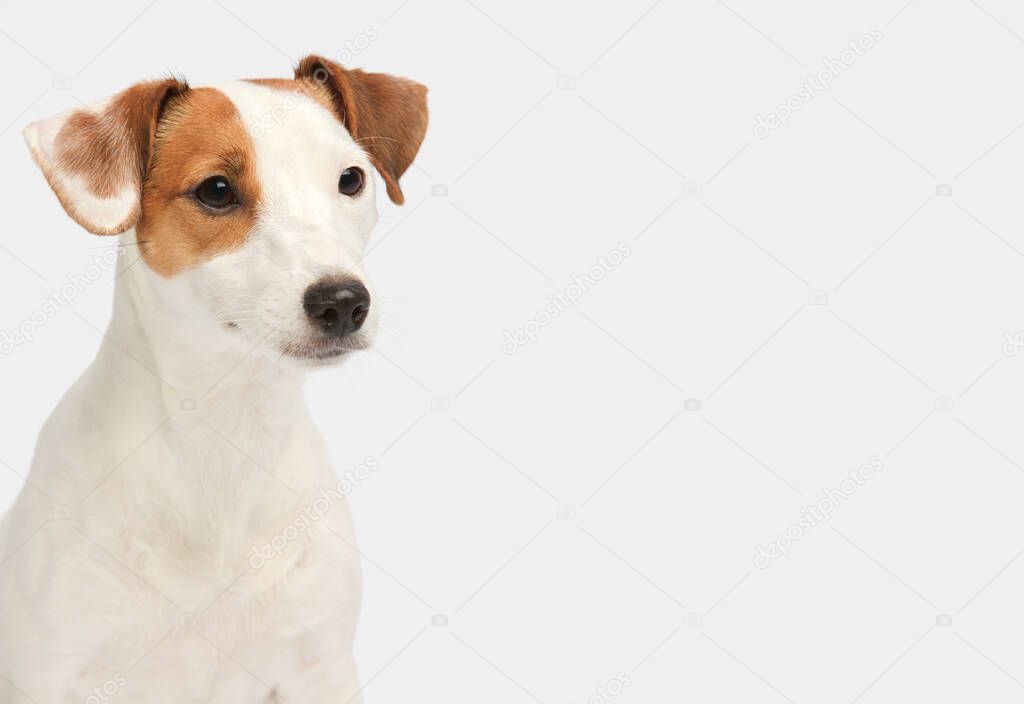 Jack Russell Terrier standing in front of white background and look to side.