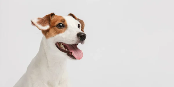 Köpek Portreyi Kapat Ağzından Sarkan Pembe Dil — Stok fotoğraf