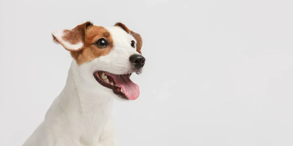 Cão Fecha Retrato Língua Rosa Pendurada Boca — Fotografia de Stock