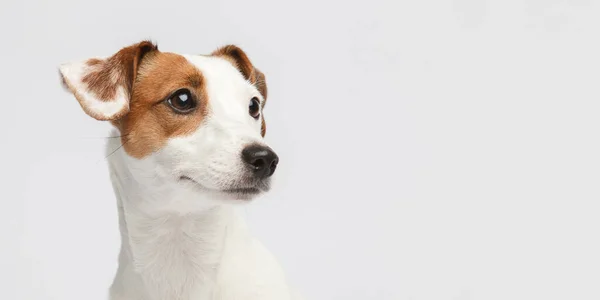 Собачье Лицо Крупным Планом Маленькая Собака Стоит Белом Фоне Смотрит — стоковое фото