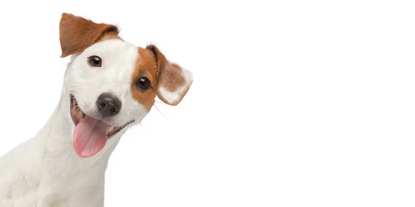 Komik köpek suratı izole edilmiş. Beyaz arkaplanda Jack Russell Terrier portresi.