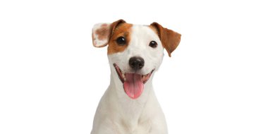 Köpek gülümsüyor. Beyaz arka planda izole edilmiş komik Jack Russell Terrier portresi.