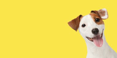 Parlak sarı arka planda izole edilmiş gülümseyen köpek portresi. Dost teriyeri ile pankart.