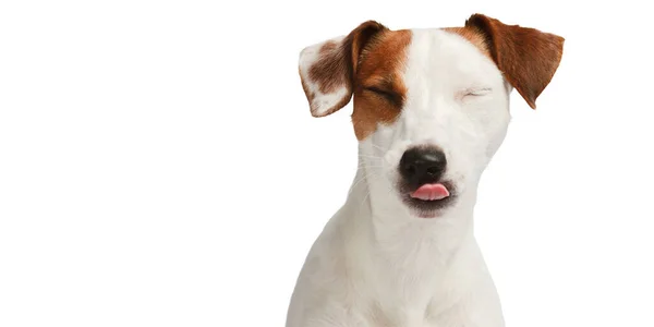 Köpek Gözlerini Kısar Dilini Gösterir Beyaz Arka Planda Izole Edilmiş — Stok fotoğraf