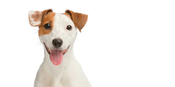 Kopyalama alanı olan beyaz arkaplan üzerindeki komik köpek.