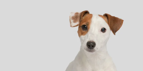 Cão Bonito Fundo Branco Retrato Close Pequeno Cão — Fotografia de Stock