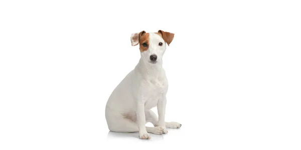 Pequeno Cão Sentado Triste Chão Branco — Fotografia de Stock