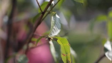 Hd yeşil yaprakları