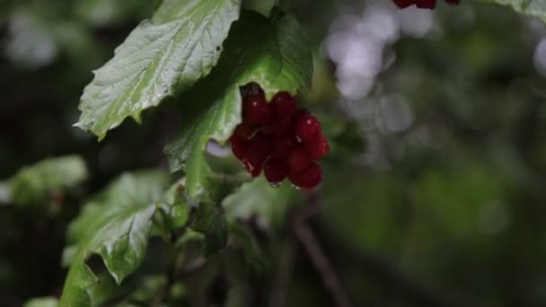 Капли дождя на вибурнуме — стоковое видео